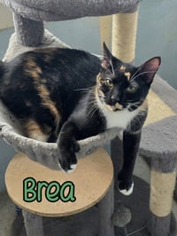 Brea - Photo 3