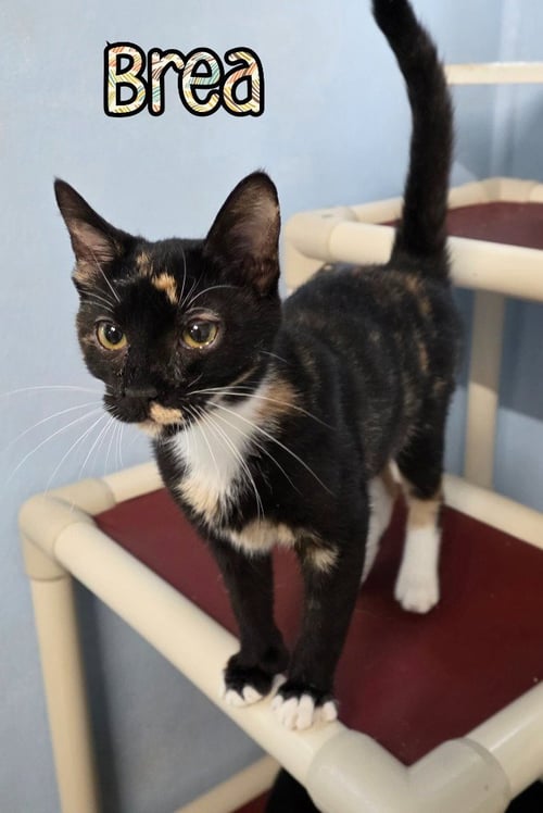 BREA - Domestic Short Hair available for adoption