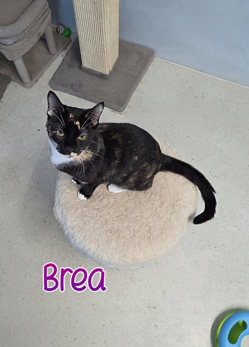 BREA - Domestic Short Hair available for adoption