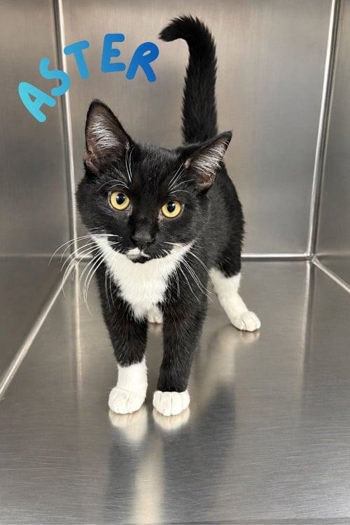 ASTER - Domestic Short Hair available for adoption