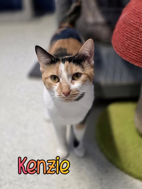 KENZIE - Domestic Short Hair available for adoption