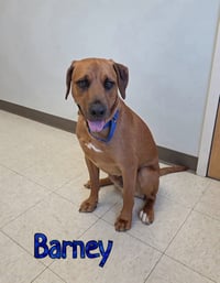Barney - Photo 3