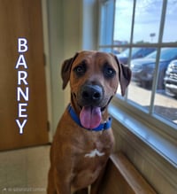 Barney - Photo 4