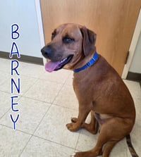 Barney - Photo 3