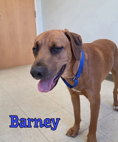 BARNEY - Terrier available for adoption