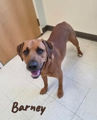Barney - Photo 1