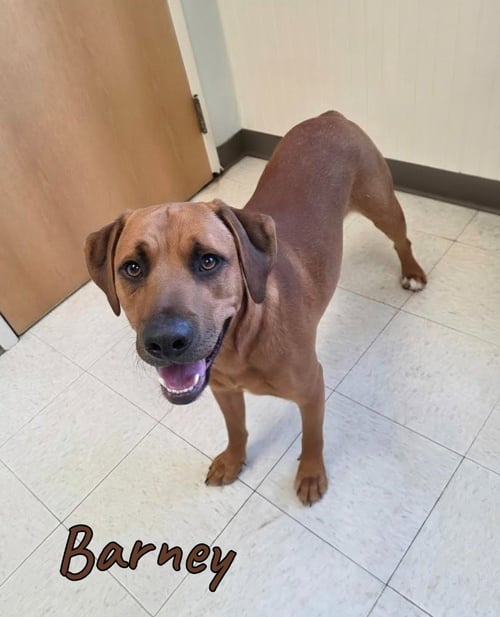 BARNEY - Terrier for adoption in Toledo