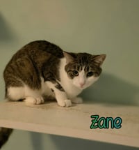 Zane - Photo 4
