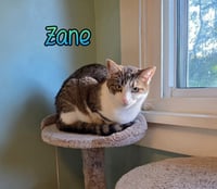 Zane - Photo 1