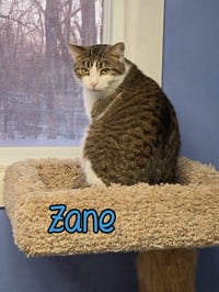 Zane - Photo 2
