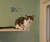 Zane - Photo 3