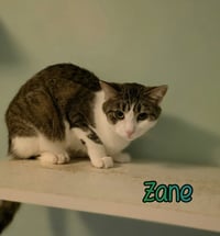 Zane - Photo 4
