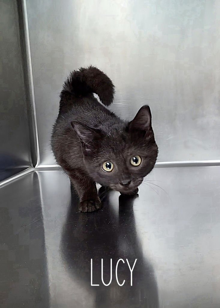 LUCY - Domestic Short Hair available for adoption