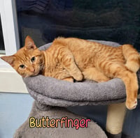 Butterfinger - Photo 4