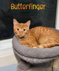 Butterfinger - Photo 3
