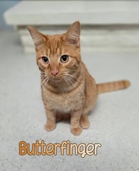 Butterfinger - Photo 2