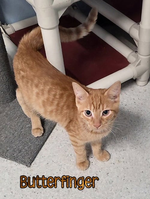 BUTTERFINGER - Domestic Short Hair for adoption in Toledo