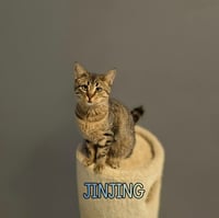 JinJing - Photo 3