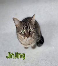 JinJing - Photo 2