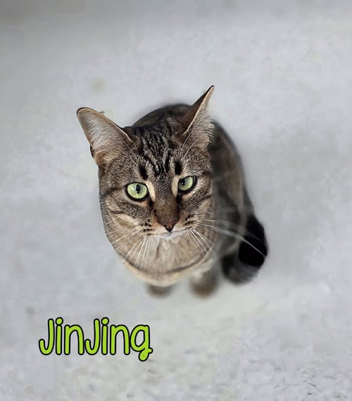 JINJING - Domestic Short Hair available for adoption