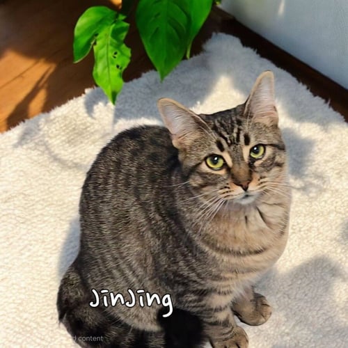 JINJING - Domestic Short Hair available for adoption