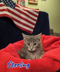 Sterling - Photo 1