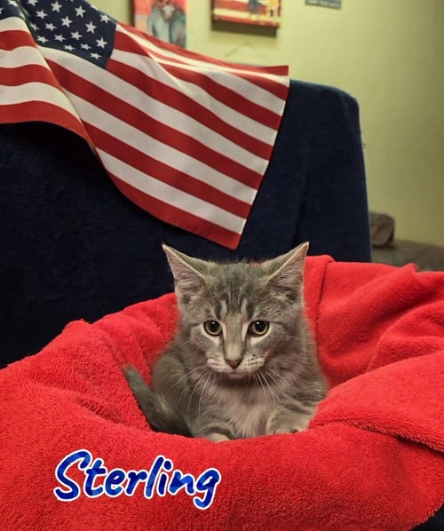 STERLING - Domestic Medium Hair available for adoption