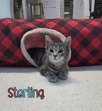 Sterling - Photo 2