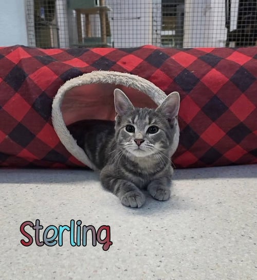 STERLING - Domestic Medium Hair available for adoption