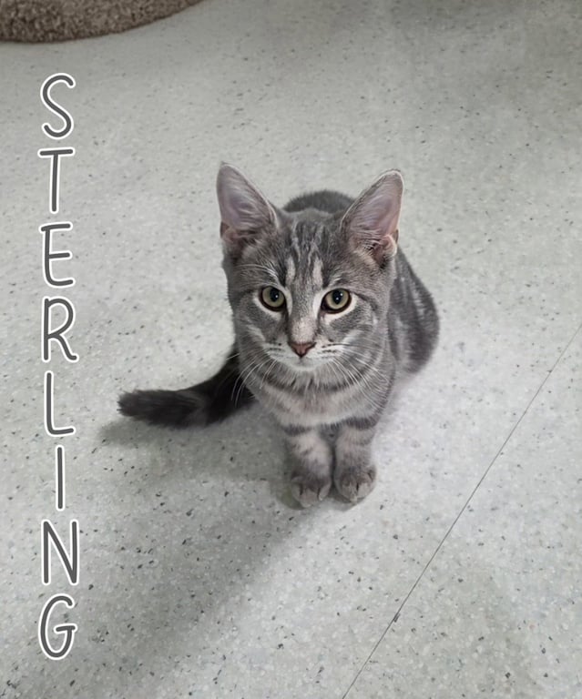 Sterling Image