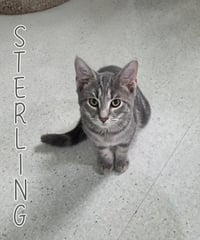 Sterling - Photo 1