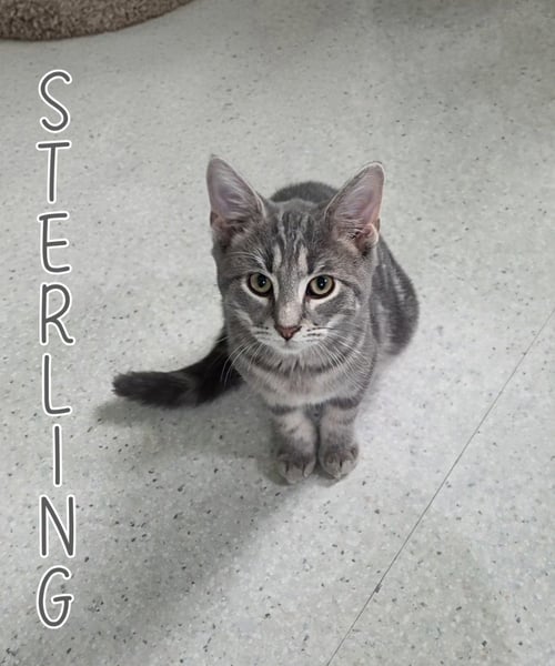 STERLING - Domestic Medium Hair for adoption in Toledo
