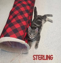 Sterling - Photo 4