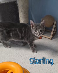 Sterling - Photo 3