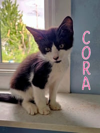 Cora - Photo 4