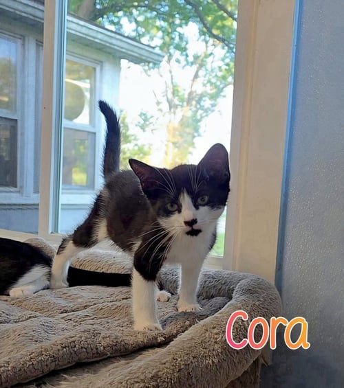 CORA - Domestic Short Hair for adoption in Toledo