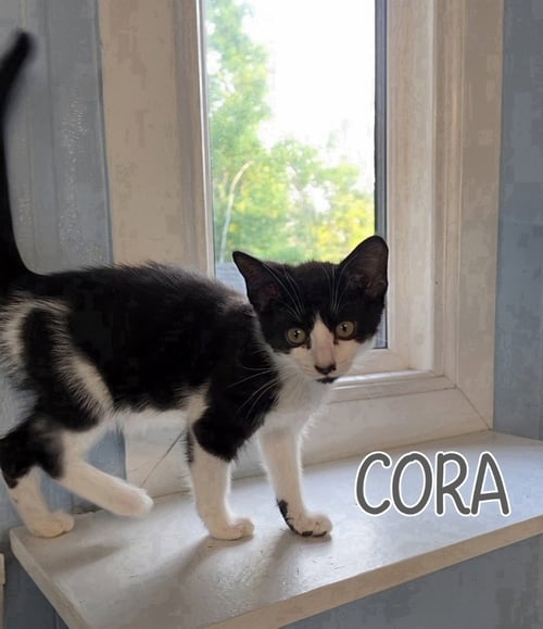 CORA - Domestic Short Hair available for adoption