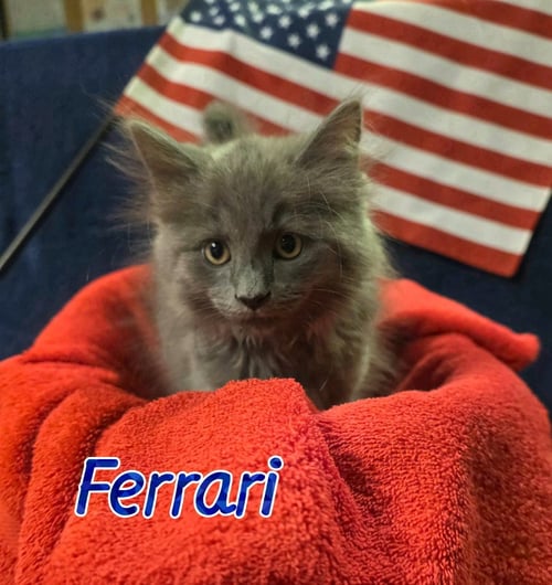FERRARI - Domestic Long Hair available for adoption