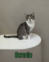 Bonnie - Photo 3