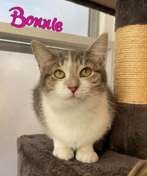 BONNIE - Domestic Short Hair available for adoption
