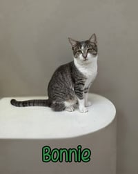 Bonnie - Photo 3
