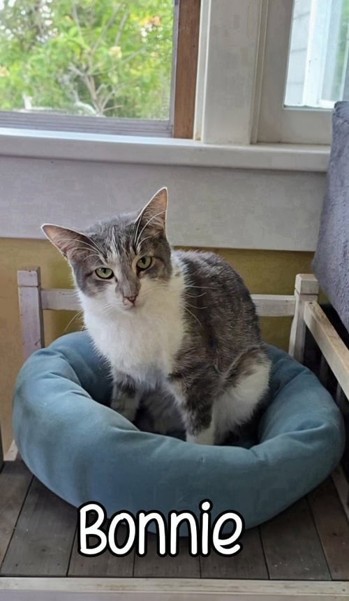 BONNIE - Domestic Short Hair available for adoption
