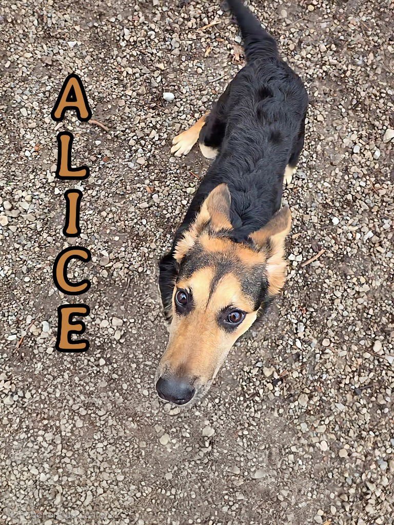 ALICE - German Shepherd Dog available for adoption
