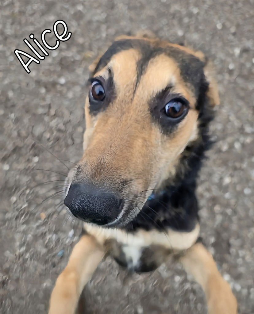 ALICE - German Shepherd Dog available for adoption