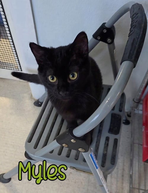MYLES - Domestic Short Hair available for adoption