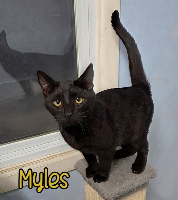 Myles Image