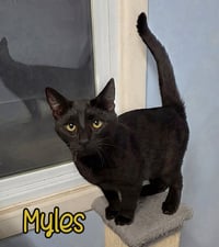 Myles - Photo 1