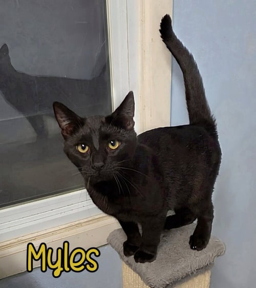 MYLES - Domestic Short Hair available for adoption