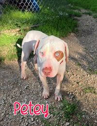 Petey - Photo 1