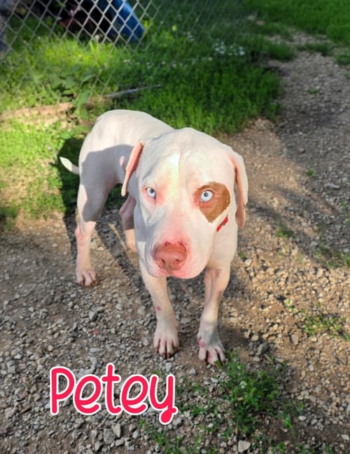 PETEY - Pit Bull Terrier for adoption in Toledo